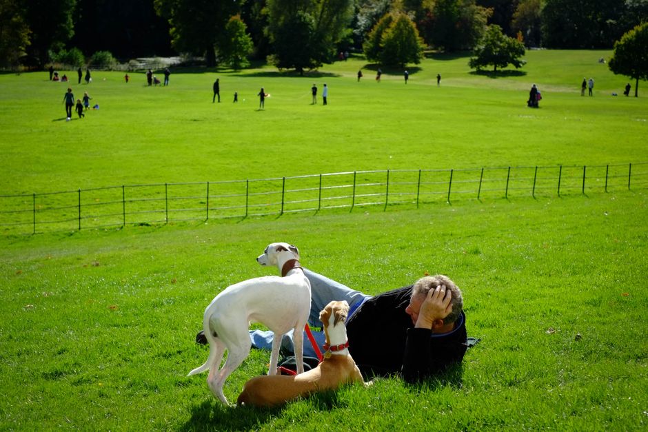 A person walking two dogs on a grassy lawn in Gunnersbury Park during daylight, with tall trees and foliage on either side and residential buildings visible in the background. The scene is illuminated